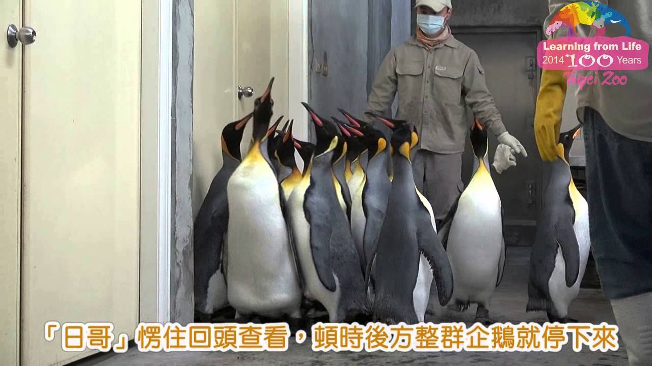 企鵝大遊行!國王企鵝搬家 緊跟領頭鵝