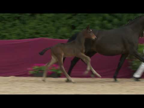 KN 46 Francisco Hf v. Fürstenball - Stedinger