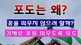 [텃밭농부 1,476]  포도는 왜? 꽃을 피우려 하지 않을까? 위기를 느끼도록 해야 합니다. #포도재배