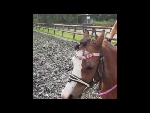 , title : '3de keer rijden! Muziekvideo || Des The Welsh Pony!'