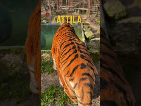 Toucher un tigre ? #tigre #lion #normandie