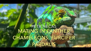 MATING IN PANTHER CHAMELEONS, FURCIFER PARDALIS