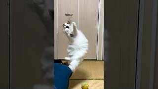 運動神経抜群の猫をスロー撮影したらカッコ良すぎてヤバいww【保護猫/シャム猫/シャムミックス＆北欧猫/ノルウェージャンフォレストキャット】#cat #japanesecat #猫ミーム