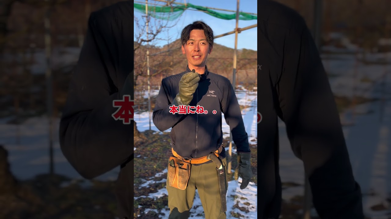 国産さくらんぼが崩壊してます #さくらんぼ #農業 #農家 #山形