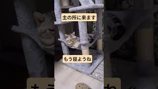 #猫#ねこ#cat