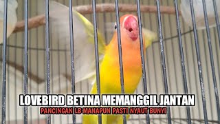 Download lagu LB BETINA MEMANGGIL JANTAN || PANCINGAN AMPUH BURUNG LOVEBIRD MANAPUN PASTI IKUT BUNYI GACOR mp3