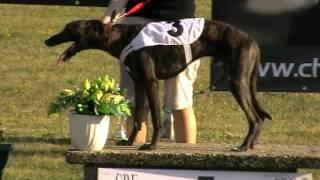 preview picture of video 'August Trophy whippet mix 280m'