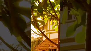 A.R. Rahman -sun sun bhavra🎼@shraddhakapoor #sunsunbhavra #okjaanusong #okjaanu #okjaanumovie