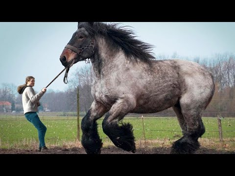 , title : '12 LARGEST Horse Breeds In The World'