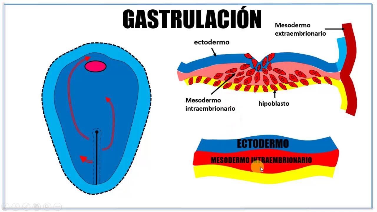 Tercera semana de desarrollo embrionario