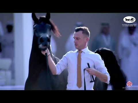 N 285 FARID AL HAWAJER   Fujairah AH Championship 2022   Stallions 4+ Years Old Class 8A