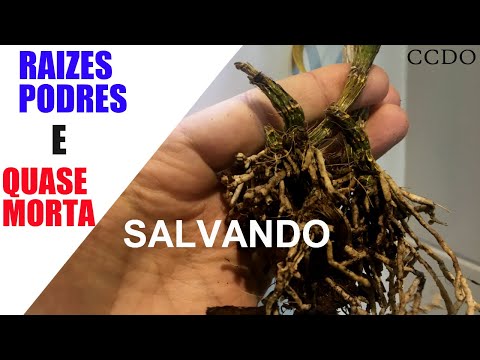 , title : 'Salvando Orquídea com Raízes Podres e Quase Morta'