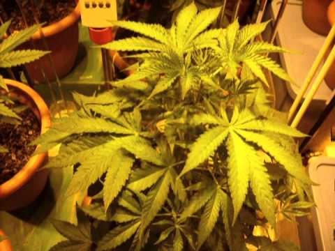 Lo bueno se hace esperar. Doctor.cogollo