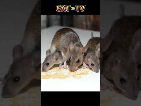 CAT -TV - Mouse Sounds for Cats #Shorts #CatTV #MouseSounds
