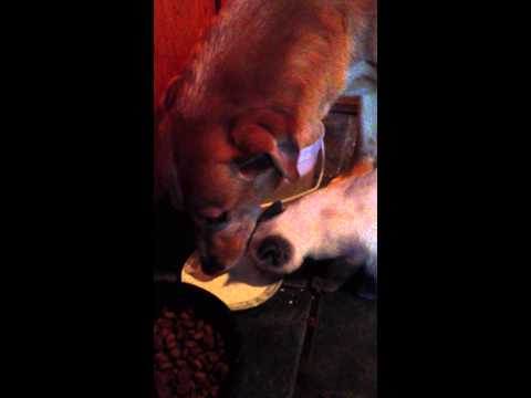 download lagu mp3 mp4 Puppuccino Probiotic, download lagu Puppuccino Probiotic gratis, unduh video klip Puppuccino Probiotic