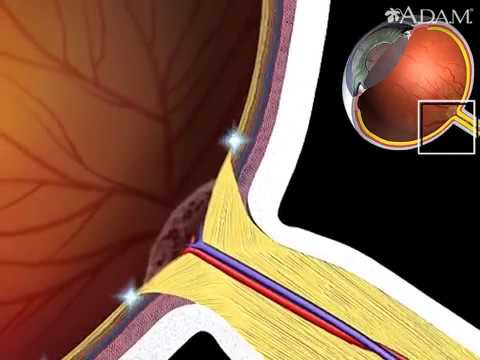 How Retina Works Animation - Physiology of the Eye Videos