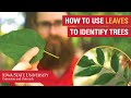 How to Use Leaves to Identify Trees