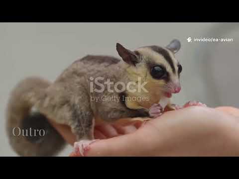 Ultimate Sugar Glider Diet Guide: Safe Foods & What to Avoid!