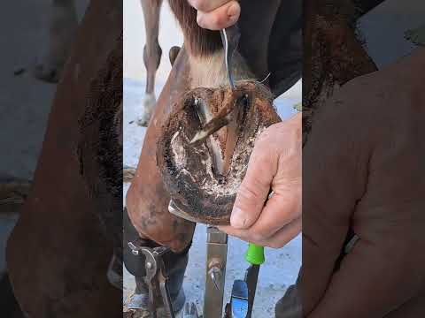 Satisfying Hoof Trimming🐴 #shorts #hooftrimming #satisfying #hoofcare #horseshoeing #thefarrierlife
