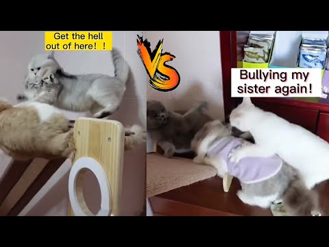 Very funny watching cats fight. Angry cats fighting . funny cat videos