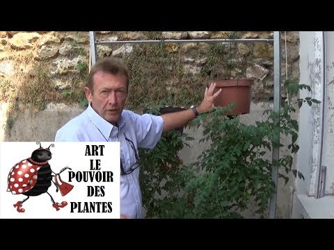 , title : 'chaine tv de Jardinage:astuce:Plants de tomates plantés à l'envers avec,arrosage entretien et résult'