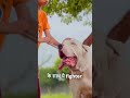 The Indian Bully Beast