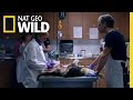 Wolf Autopsy | Maneater Manhunt
