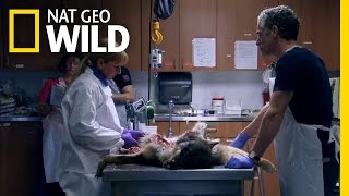 Wolf Autopsy | Maneater Manhunt