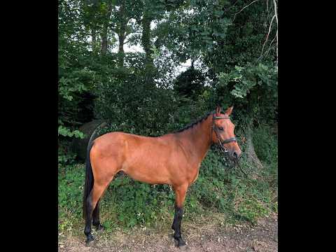 Hattrick Indiana (POPPINGS WILLIAM x ROWAN) - Video 6 video thumbnail