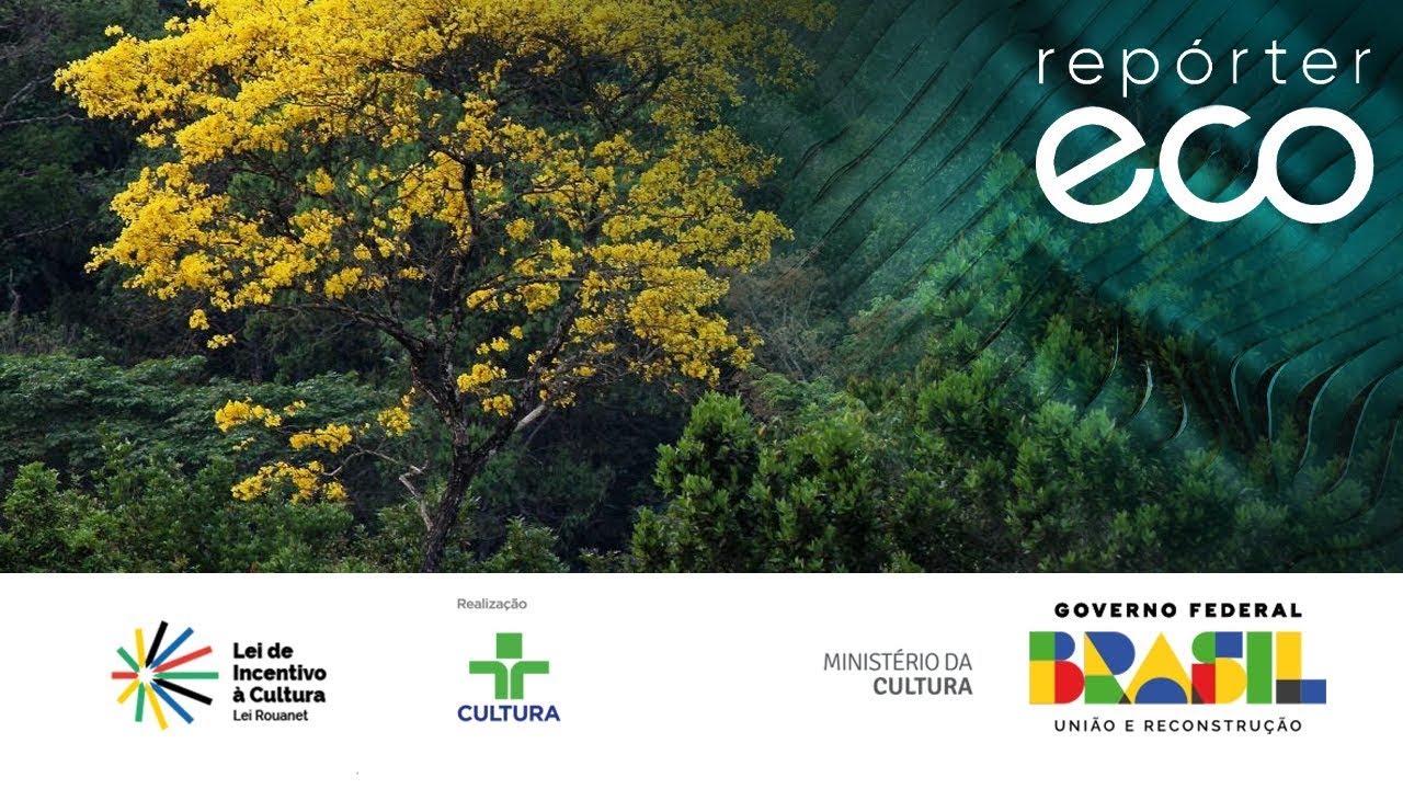 Repórter Eco | Pesquisa na Mata Atlântica | 28/04/2024