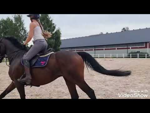 EPHorses - Ferryverygood (FOR SALE)