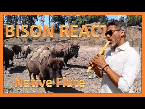 BISON REACTING TO NATIVE FLUTE