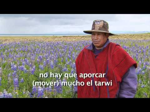 download lagu mp3 mp4 Tarwi, download mp3 Tarwi free download mp3, download mp3 Tarwi