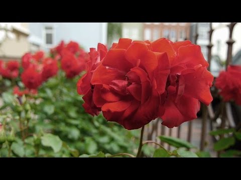 mit TOM durch hildesheim...am tag der niedersachsen