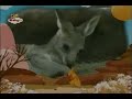 Bim Bam El Mundo Animale Canguro