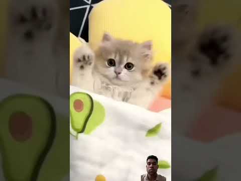 #cat #cute #kitten #pets #cutecat #tv #minecraft