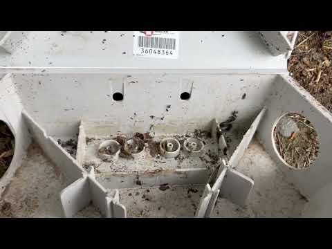 Ants Crawling Through the Rodent Bait Station in Brick, NJ