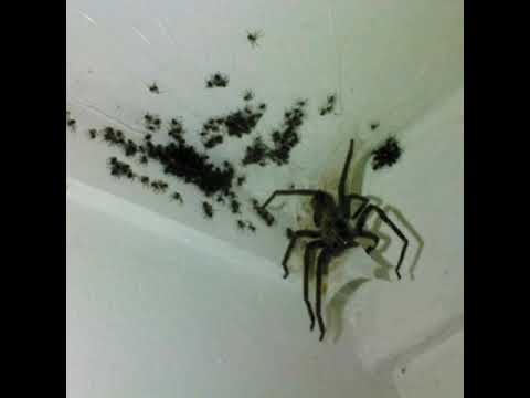 6MXNTANA - ARACHNID (Full Tape, 2020)