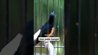 Download lagu Tembakan murai batu isian cucak jenggot mewah mp3 Download lagu Tembakan murai batu isian cucak jenggot mewah mp3