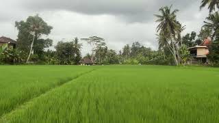 Download lagu Sssttt....suara sawah di pagi hari!! mp3