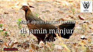 Download lagu Suara Pikat ayam hutan betina mp3