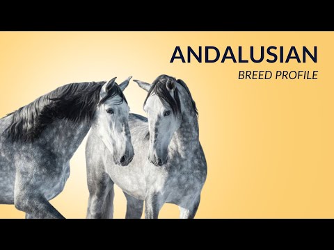 Andalusian Horse Breed Profile History - Price - Characteristics - Training - Grooming