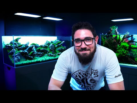 How Do 100 AQUATIC PLANTS In A SIMPLE IWAGUMI Layout Look Like?