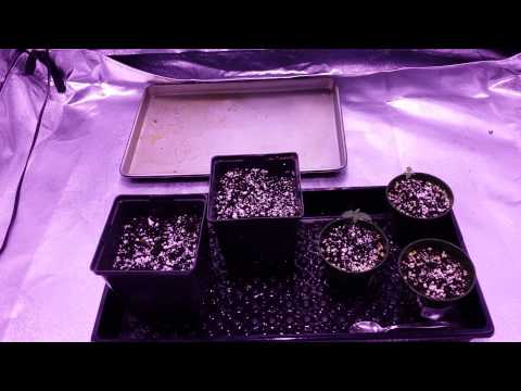 YouTube video about: When to put seedlings under 600w light?