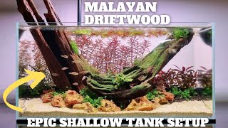 EPIC SHALLOW TANK SETUP - MALAYAN DRIFTWOOD PLANTED AQUARIUM SETUP - CELESTIAL PEARL DANIO CPD