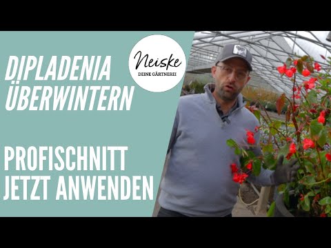 Dipladenia Überwintern - Rückschnitt und Frostsicherheit