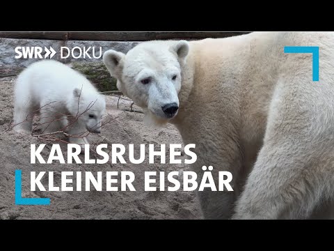 Willkommen, Mika! Das Eisbär-Baby im Zoo Karlsruhe verzaubert alle | SWR Doku