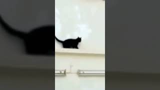 おもしろい、可愛い動物gif集6 #shorts