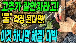 고추가 안자라고 물걱정 될때 이것 하나면 고추가 주렁주렁 달리고 탄저병 없이 1년 물걱정 끝!