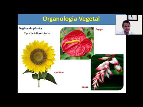 Organologia Vegetal: Flor, semente e Fruto